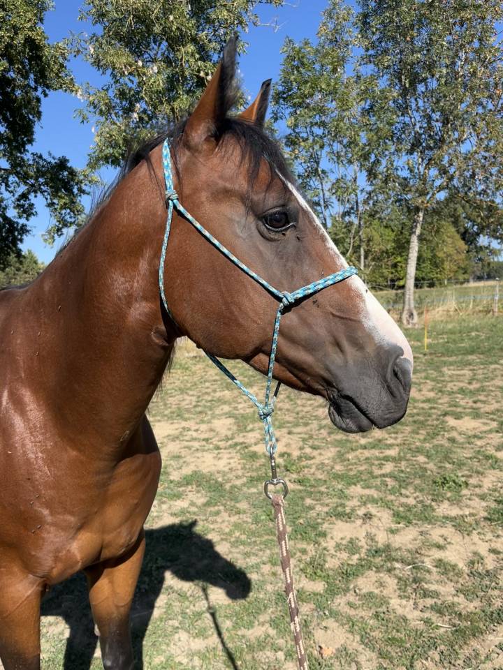 Pour REPRO ou COMPAGNIE  Jument Paint Horse PP 9 ans