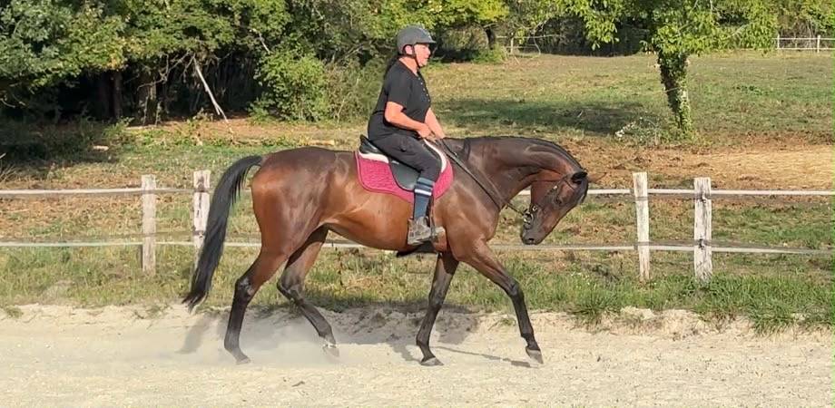 Capitaine Surcouf 