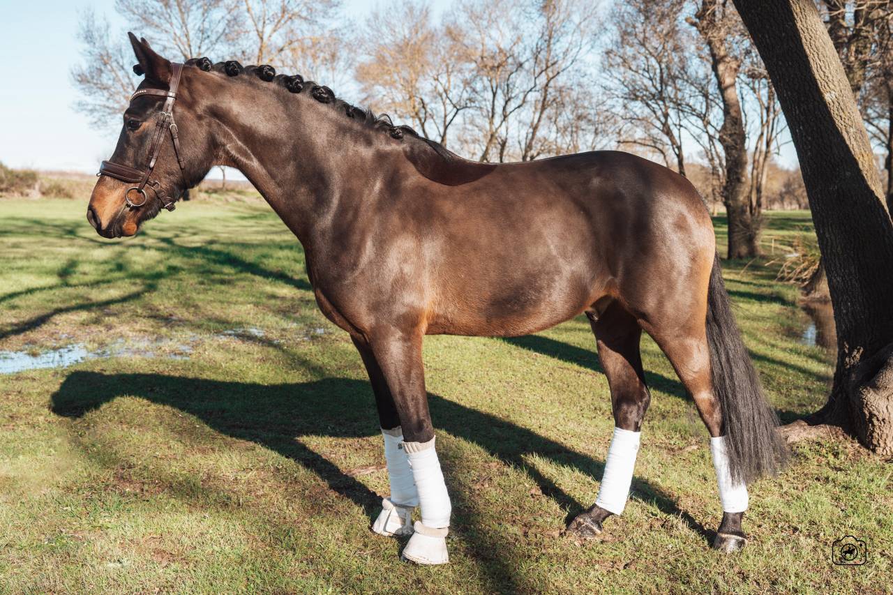 Hongre - Deutsches Reitpony - 6 ans - Dressage - France