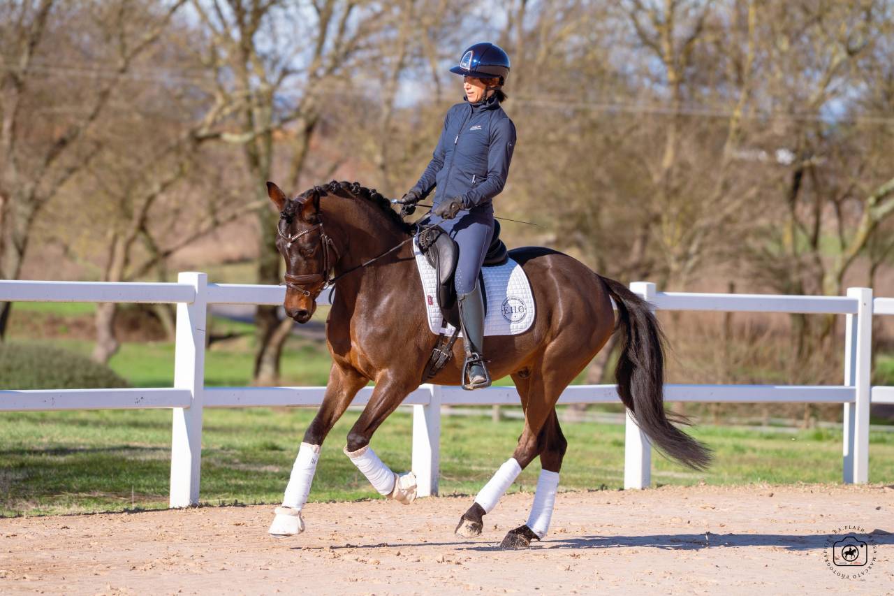 Hongre - Deutsches Reitpony - 6 ans - Dressage - France