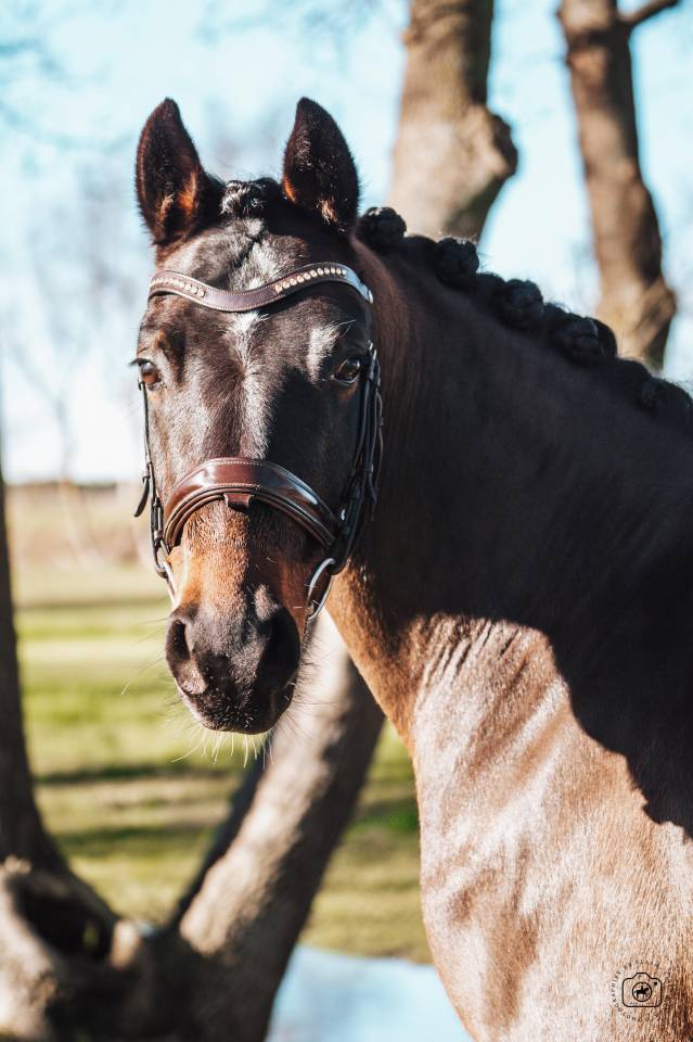 Hongre - Deutsches Reitpony - 6 ans - Dressage - France