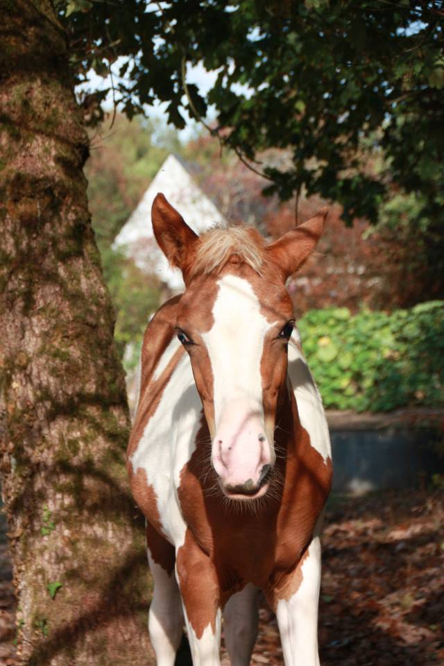 &Agrave; r&eacute;server jolie pouliche OC