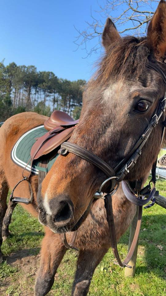 Cheval &agrave; donner 