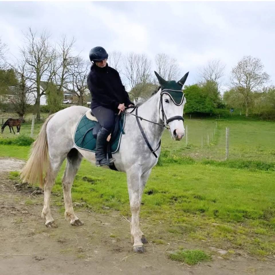 Sublime hongre PS 5 ans gris &mdash; N&rsquo;a jamais couru &mdash; Poten