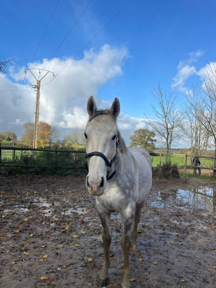 Sublime hongre PS 5 ans gris &mdash; N&rsquo;a jamais couru &mdash; Poten