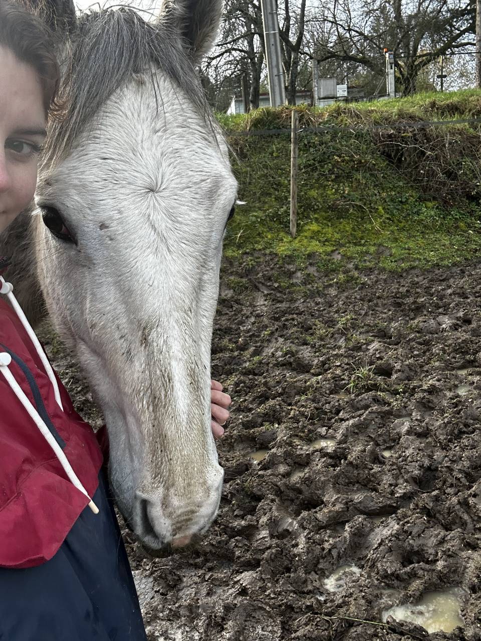Sublime hongre PS 5 ans gris &mdash; N&rsquo;a jamais couru &mdash; Poten