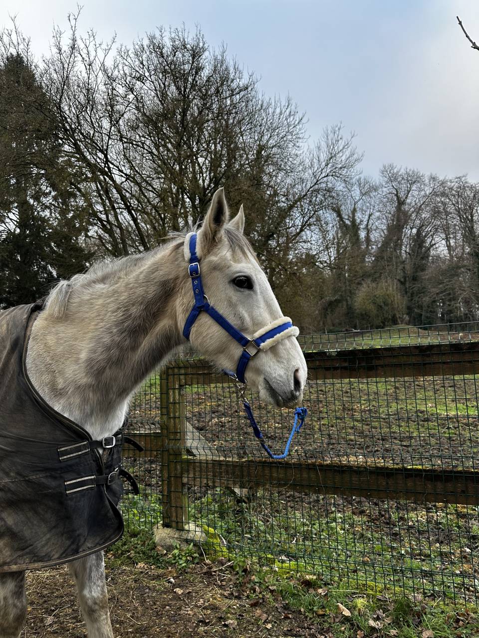 Sublime hongre PS 5 ans gris &mdash; N&rsquo;a jamais couru &mdash; Poten