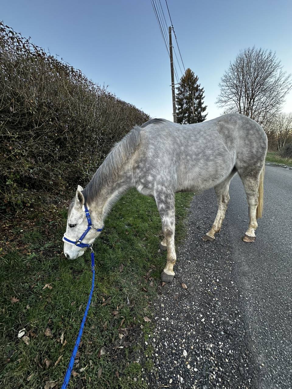 Sublime hongre PS 5 ans gris &mdash; N&rsquo;a jamais couru &mdash; Poten