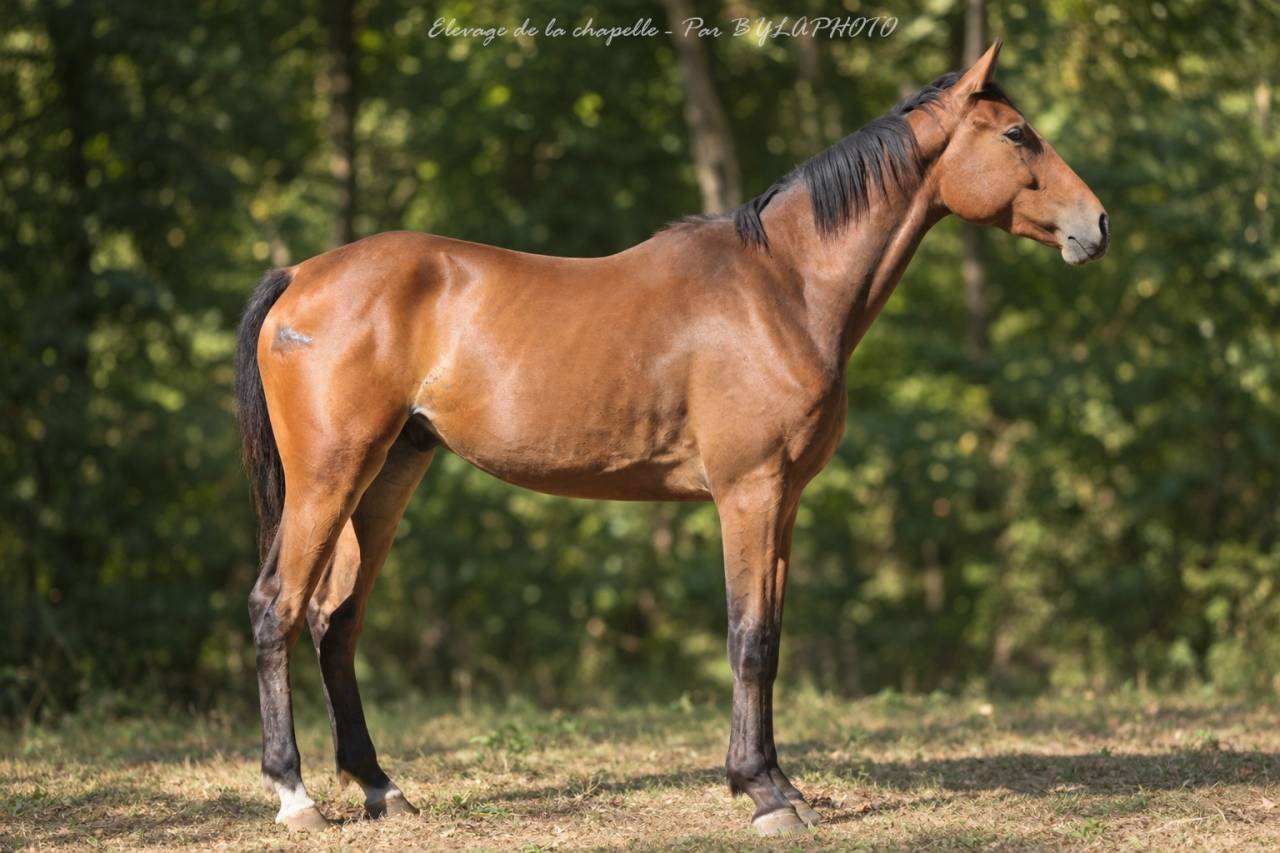 2 ANS SF - Hongre 