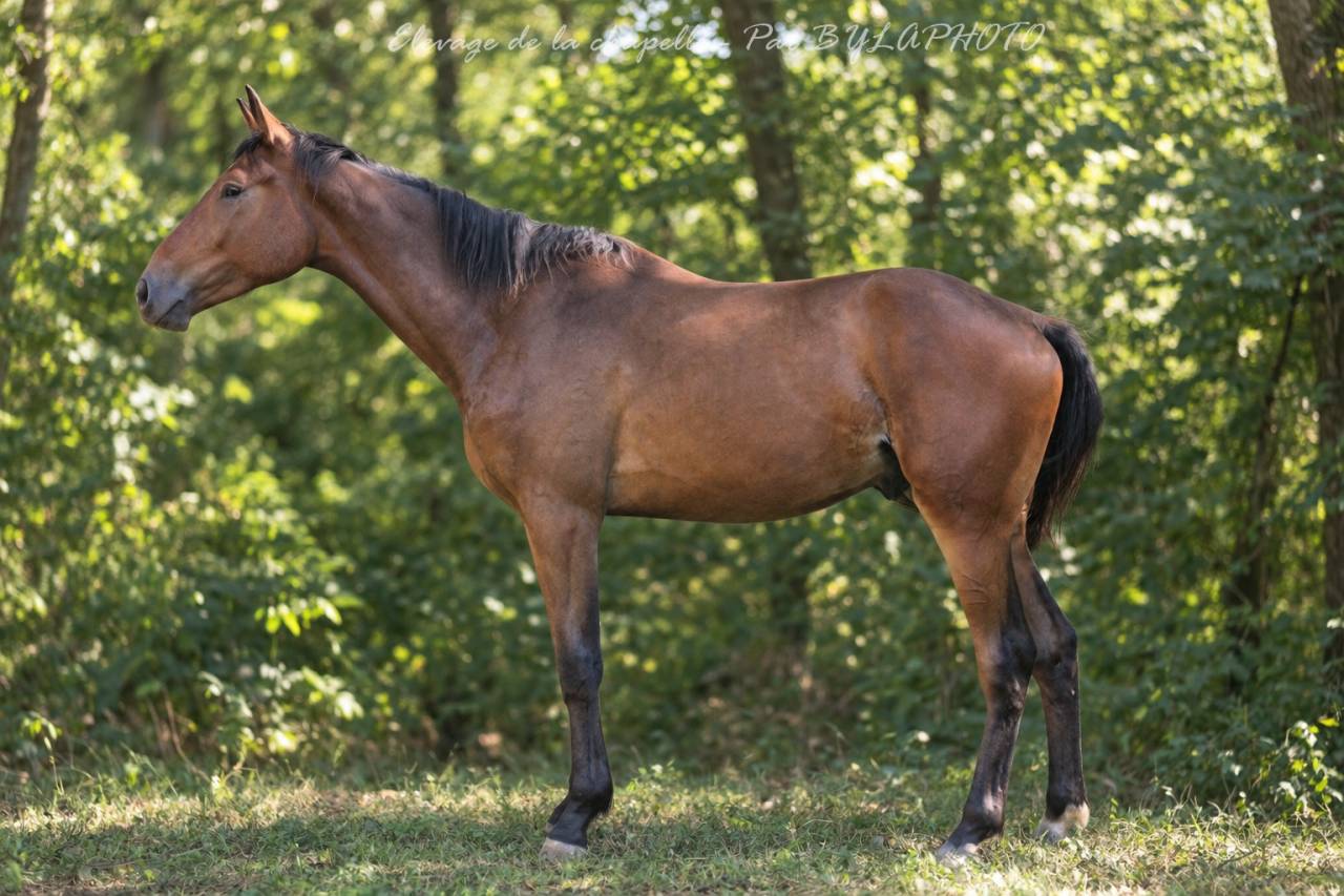 2 ANS SF - Hongre 