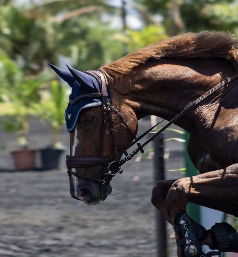 moniteur ou monitrice d'&eacute;quitation dipl&ocirc;m&eacute;(e) 