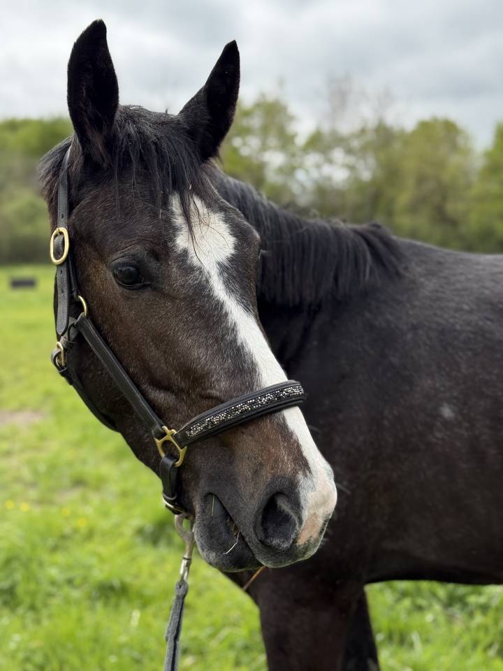 M&acirc;le SF de 3 ans 1m54