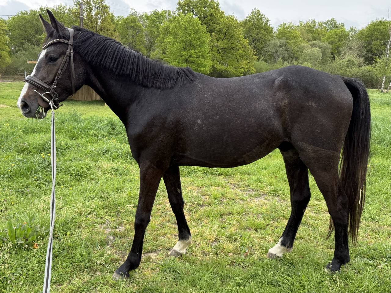M&acirc;le SF de 3 ans 1m54