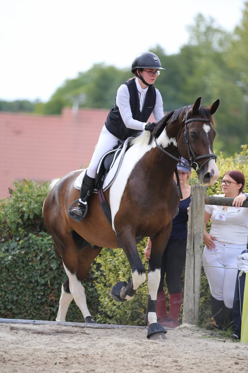 cheval de sport 