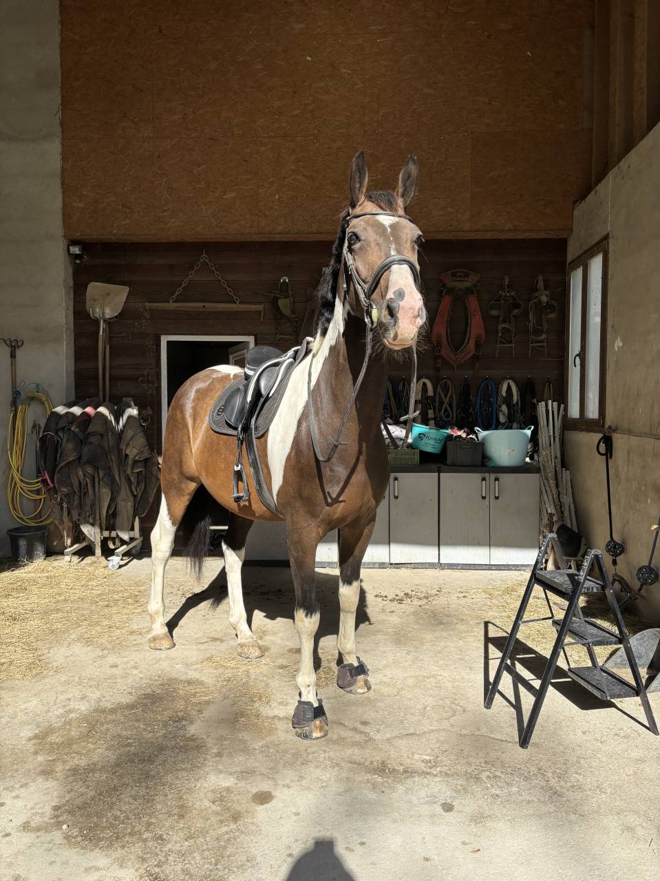 cheval de sport 