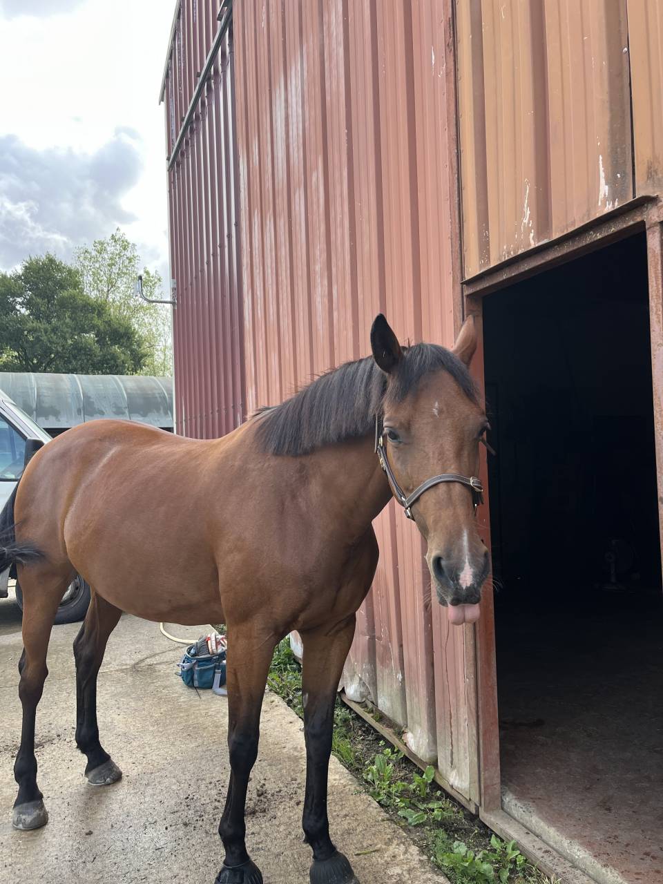 Guyane - trotteuse de 10ans
