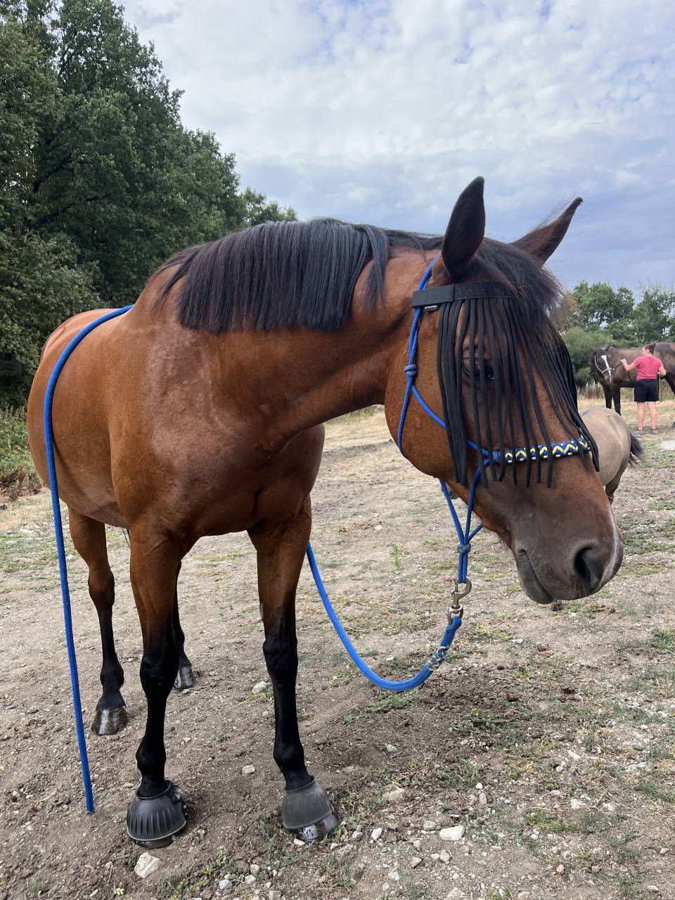 Guyane - trotteuse de 10ans