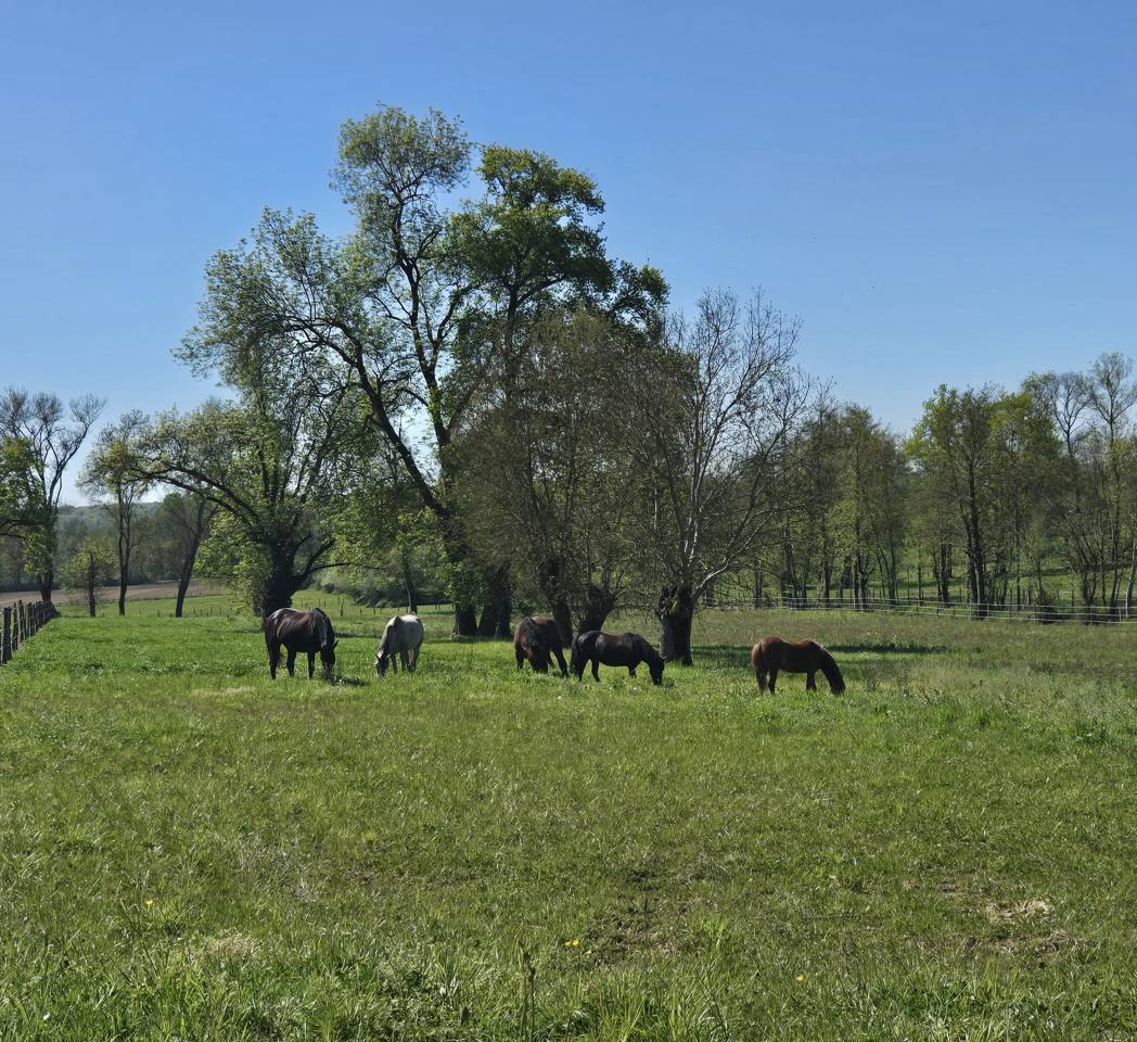 Pensions chevaux &ndash; &Eacute;curie du Domaine Lozier