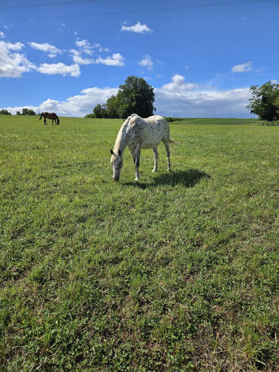 Pensions chevaux &ndash; &Eacute;curie du Domaine Lozier