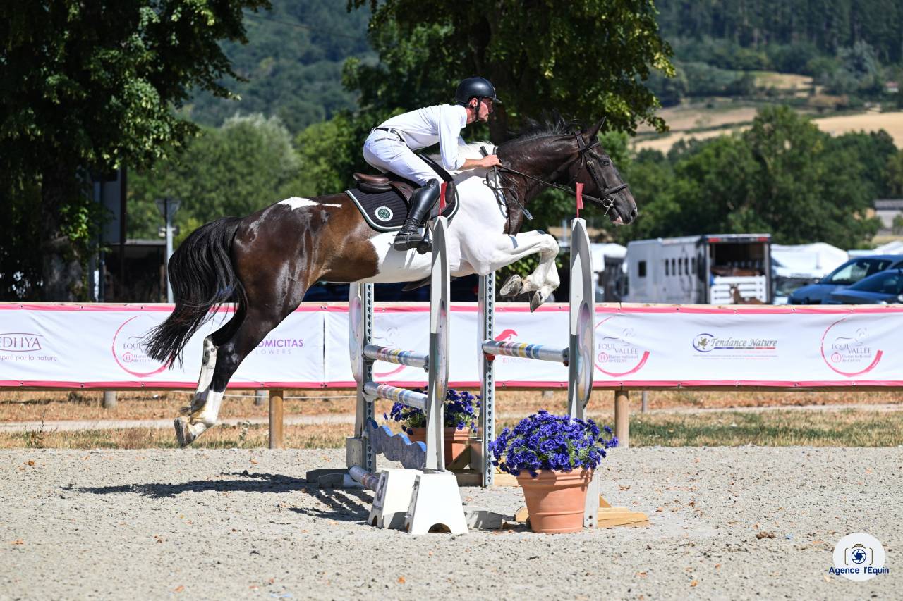 Hongre 5 ans pie Selle fran&ccedil;ais 