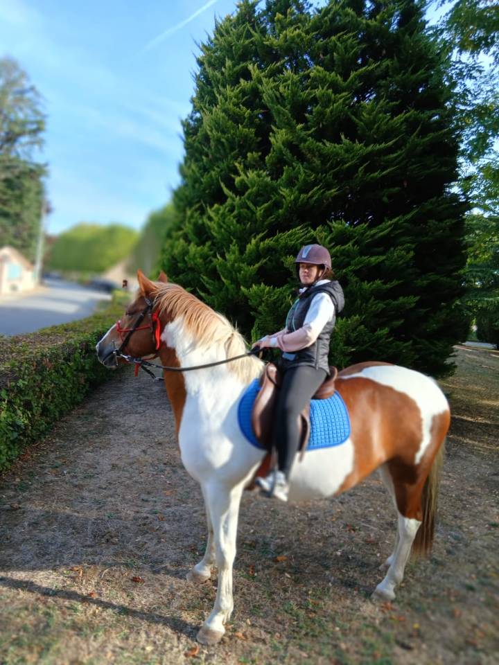 Jeune Paint Horse &times; Cob &ndash; 3 ans 