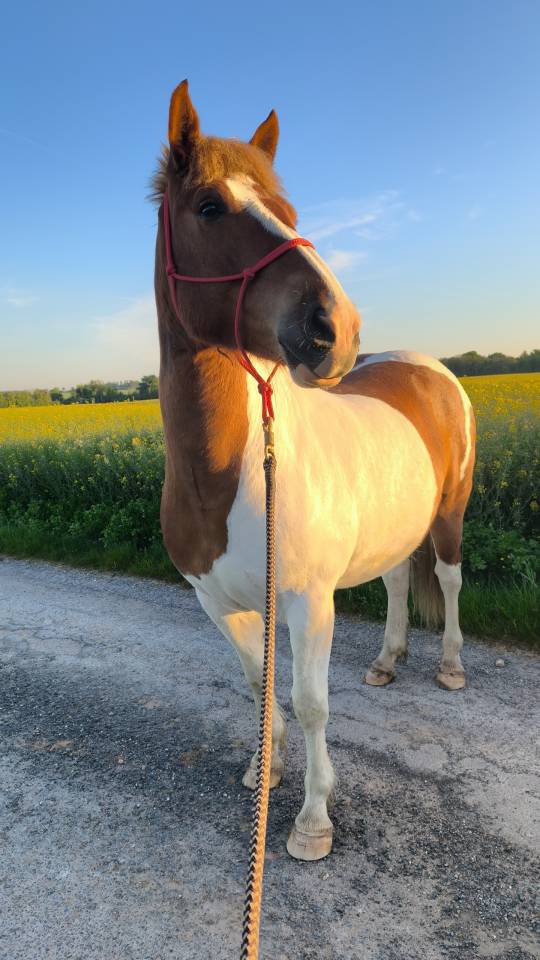 Jeune Paint Horse &times; Cob &ndash; 3 ans 