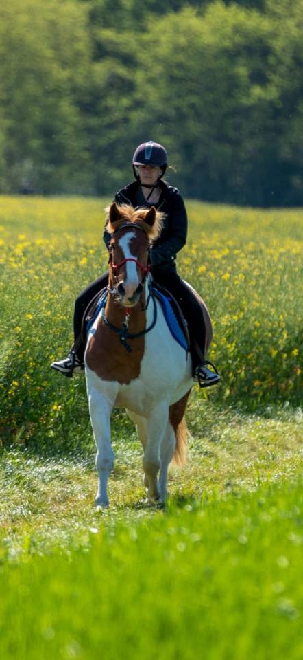 Jeune Paint Horse &times; Cob &ndash; 3 ans 