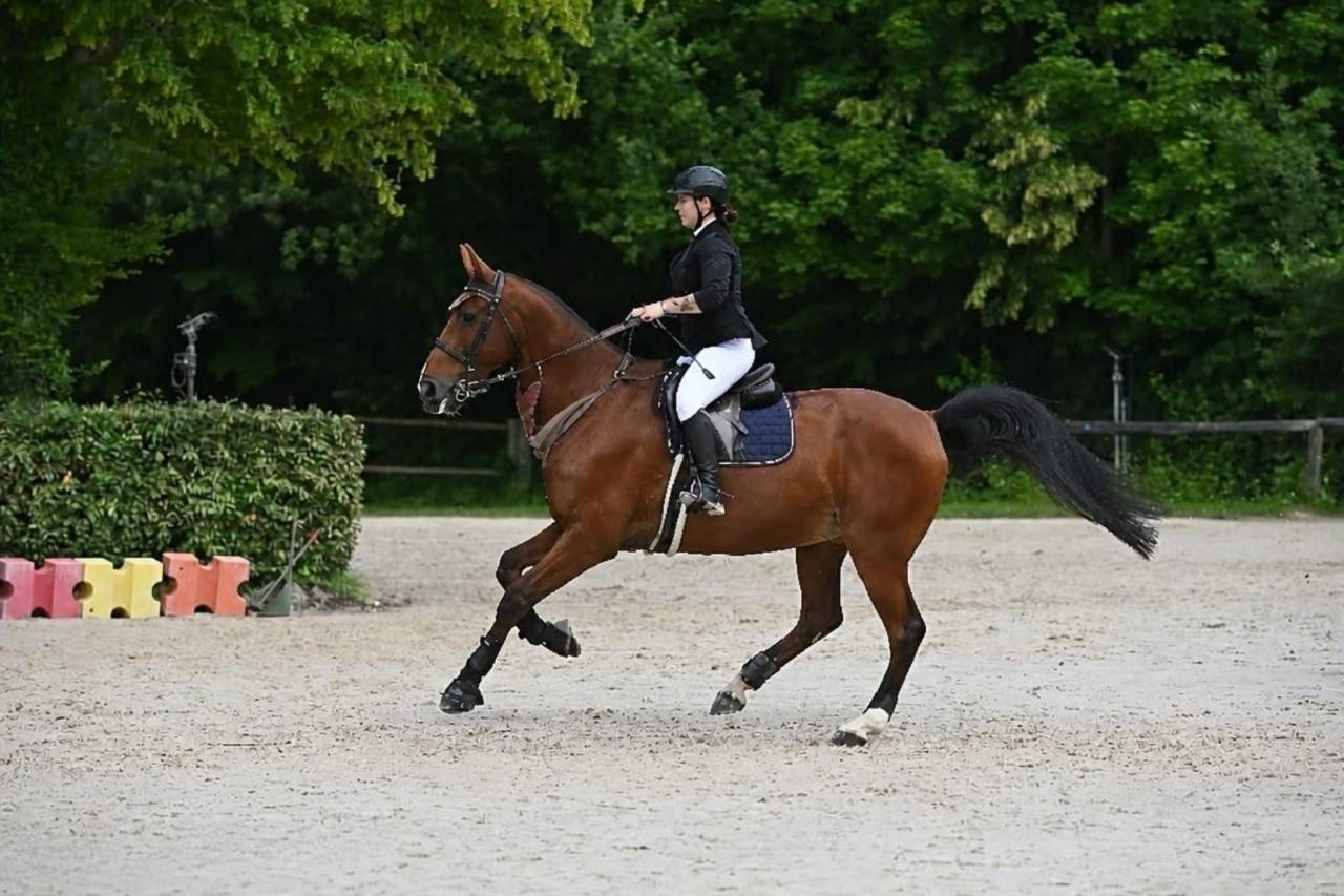 Falco, Selle Belge d&rsquo;1,84 m &mdash; gentil cheval de loisir