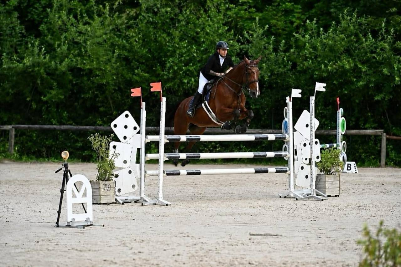 Falco, Selle Belge d&rsquo;1,84 m &mdash; gentil cheval de loisir