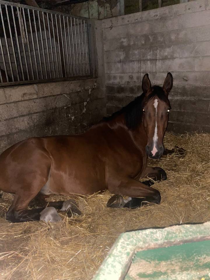 Falco, Selle Belge d&rsquo;1,84 m &mdash; gentil cheval de loisir
