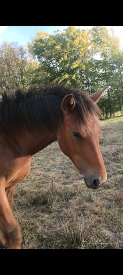 poulain d un ans,demi pent horse