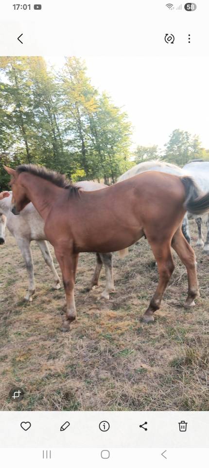poulain d un ans,demi pent horse
