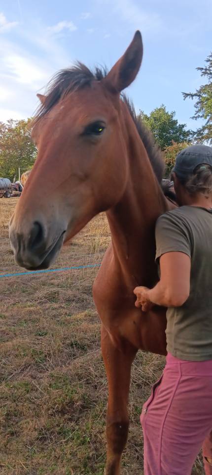 poulain d un ans,demi pent horse