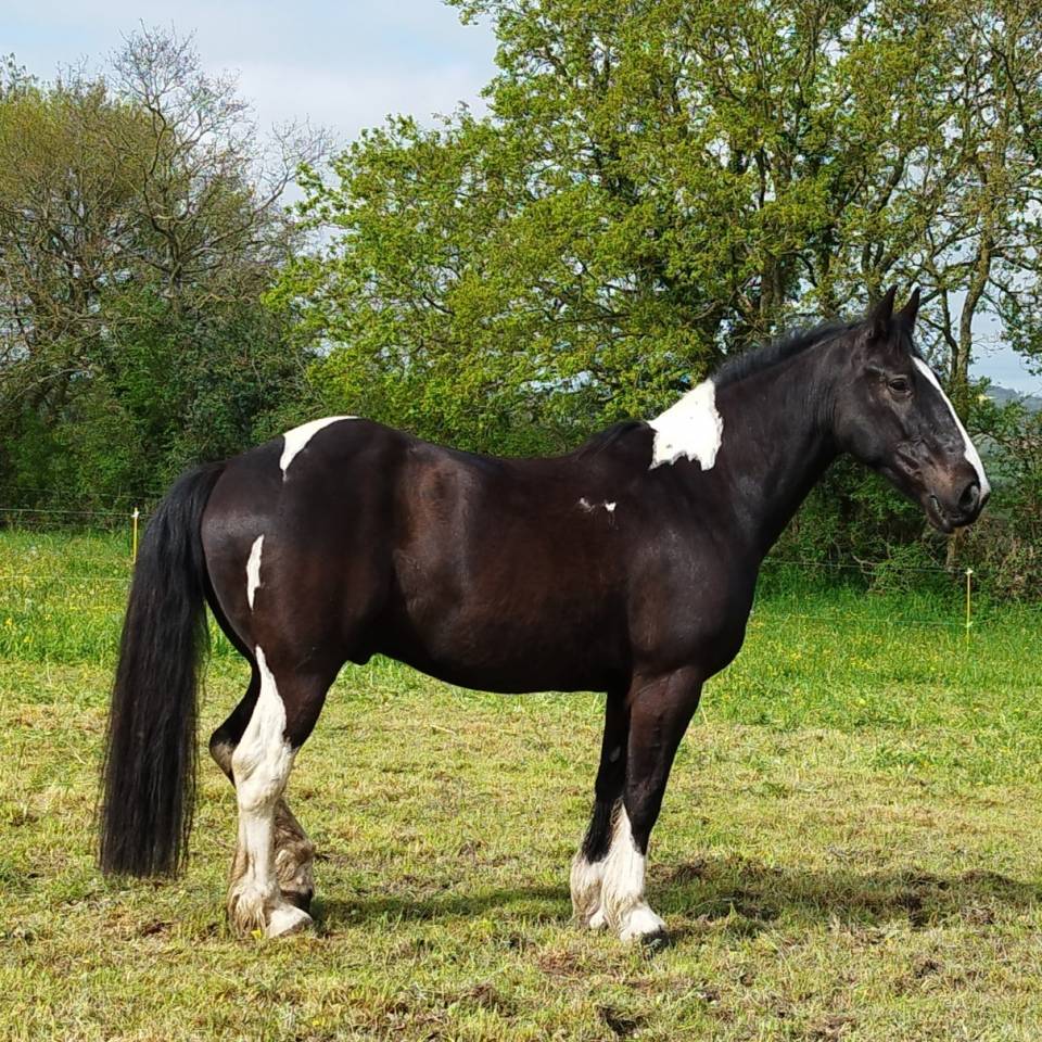 Cheval de loisir Irish/trotteur 1,58m