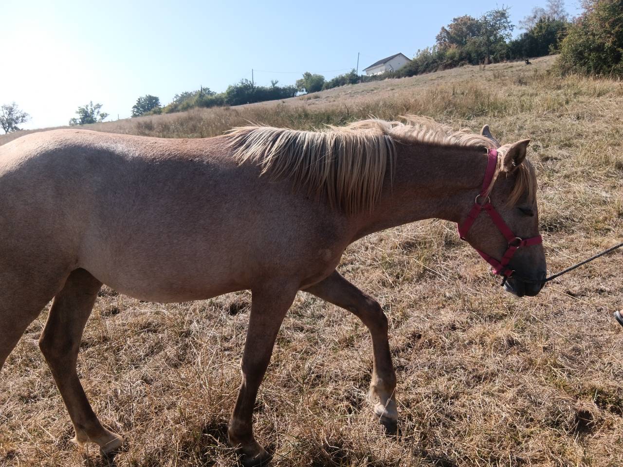 Pouliche apaloosa crois&eacute; poney fran&ccedil;ais de selle-arabe