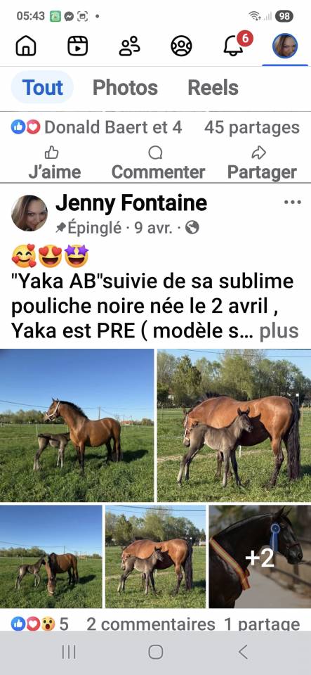 Deux juments PRE SPORT