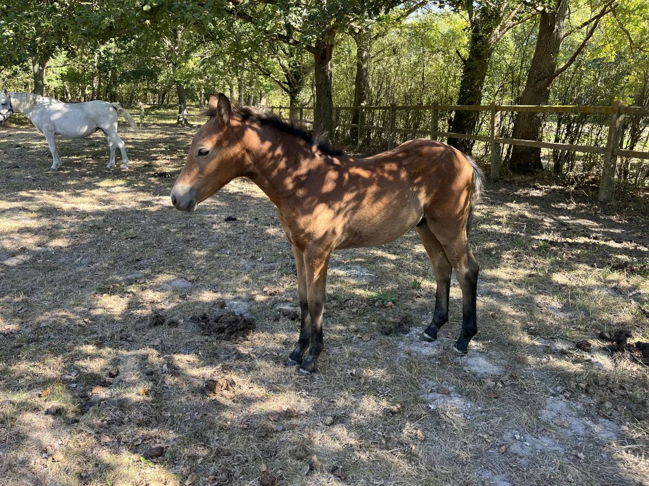 Poulini&egrave;re suit&eacute;e foal par Movie Star