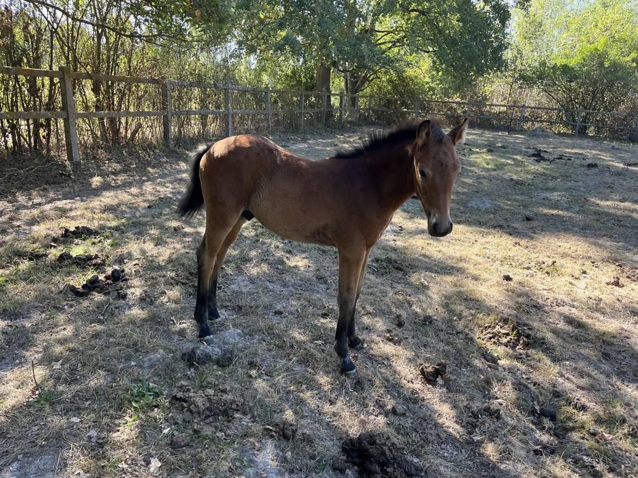 Poulini&egrave;re suit&eacute;e foal par Movie Star