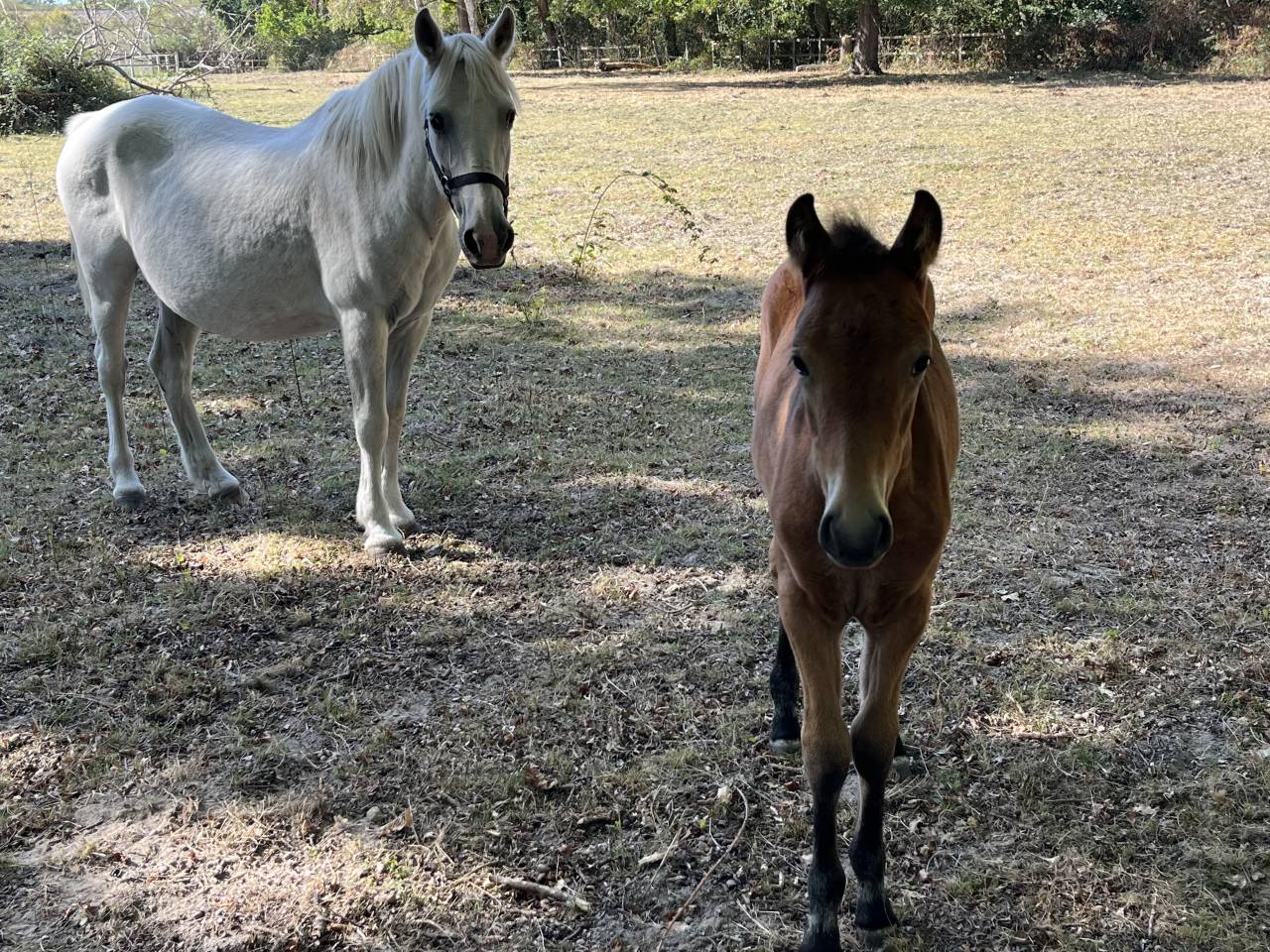 Poulini&egrave;re suit&eacute;e foal par Movie Star