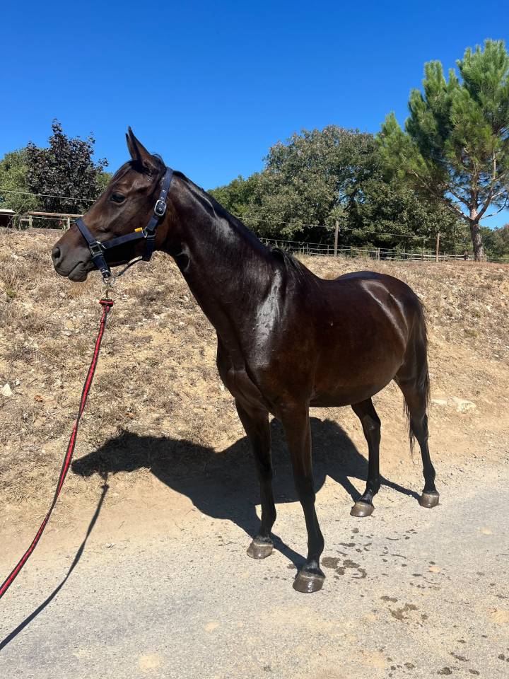 Ponette 3ans et demi hors c&ocirc;tes 