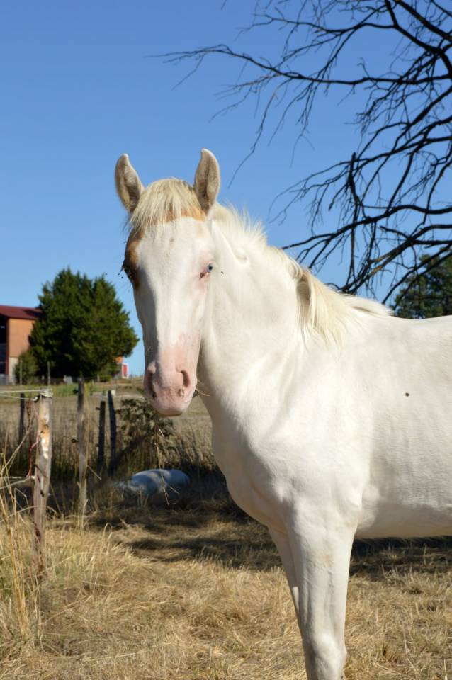 Pouliche pie palomino 