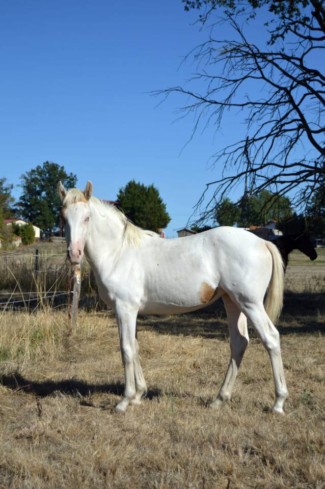Pouliche pie palomino 