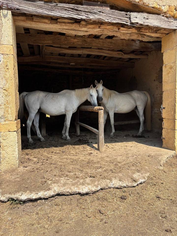 A vendre en lot 2 chevaux SF x pur sang arabe