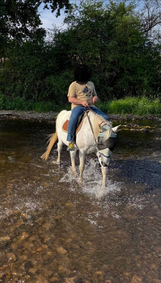 A vendre en lot 2 chevaux SF x pur sang arabe