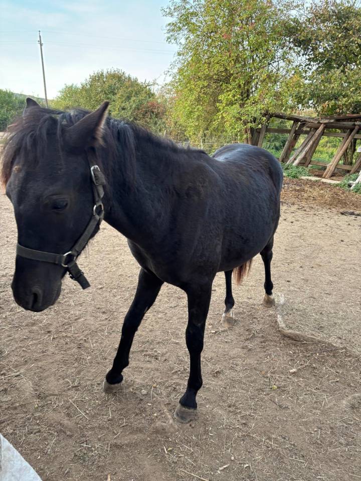 A vendre PRINCE NOIR D'LVE 