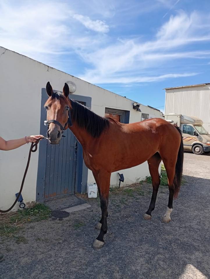 ? &Agrave; vendre &ndash; Jument trotteuse, 2 ans ?  