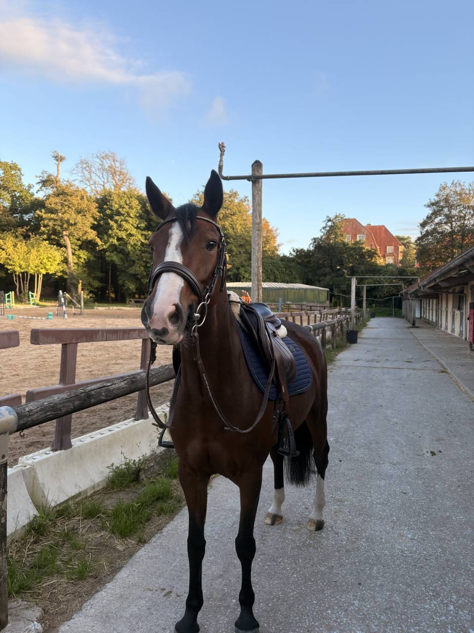 Poney de sport 