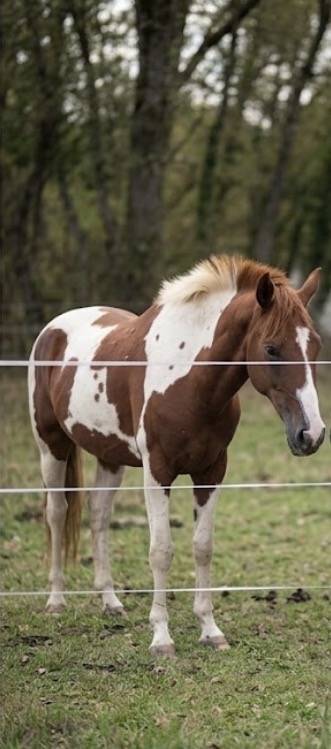 Poulain 2 ans AES 