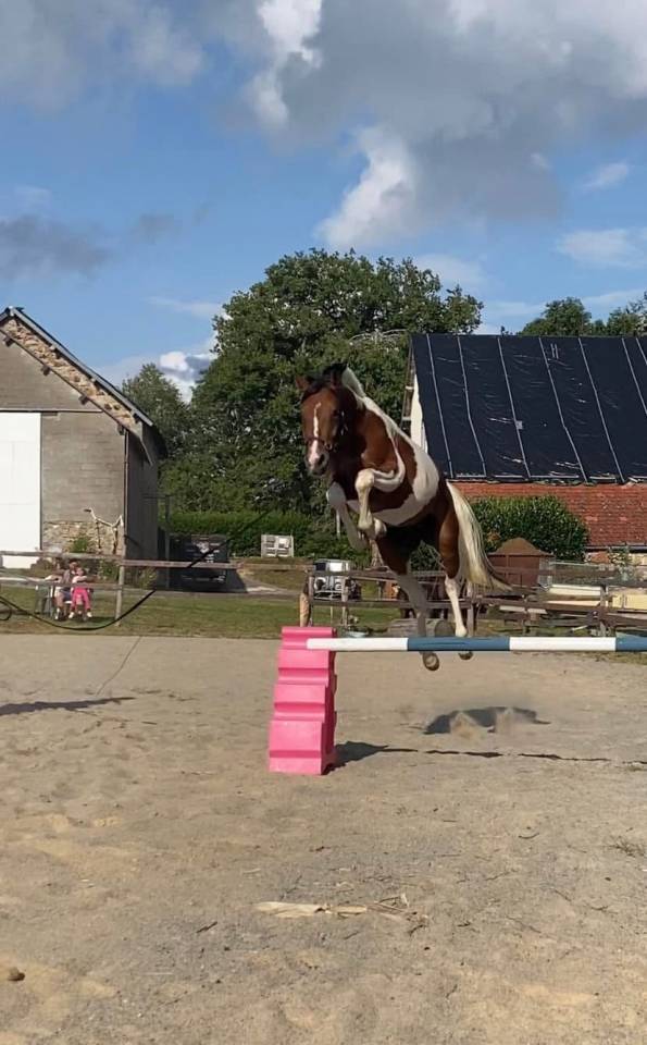 Poulain 2 ans AES 