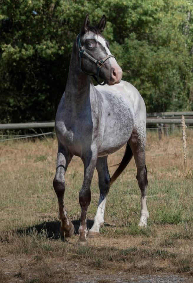 Nijrao SF L&eacute;opard 